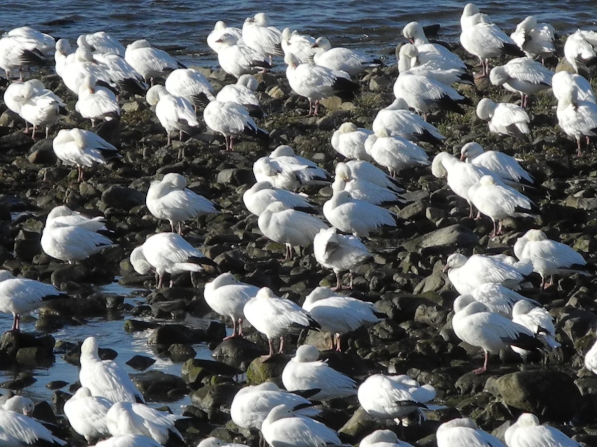 Ánsar Nival - ML644534054