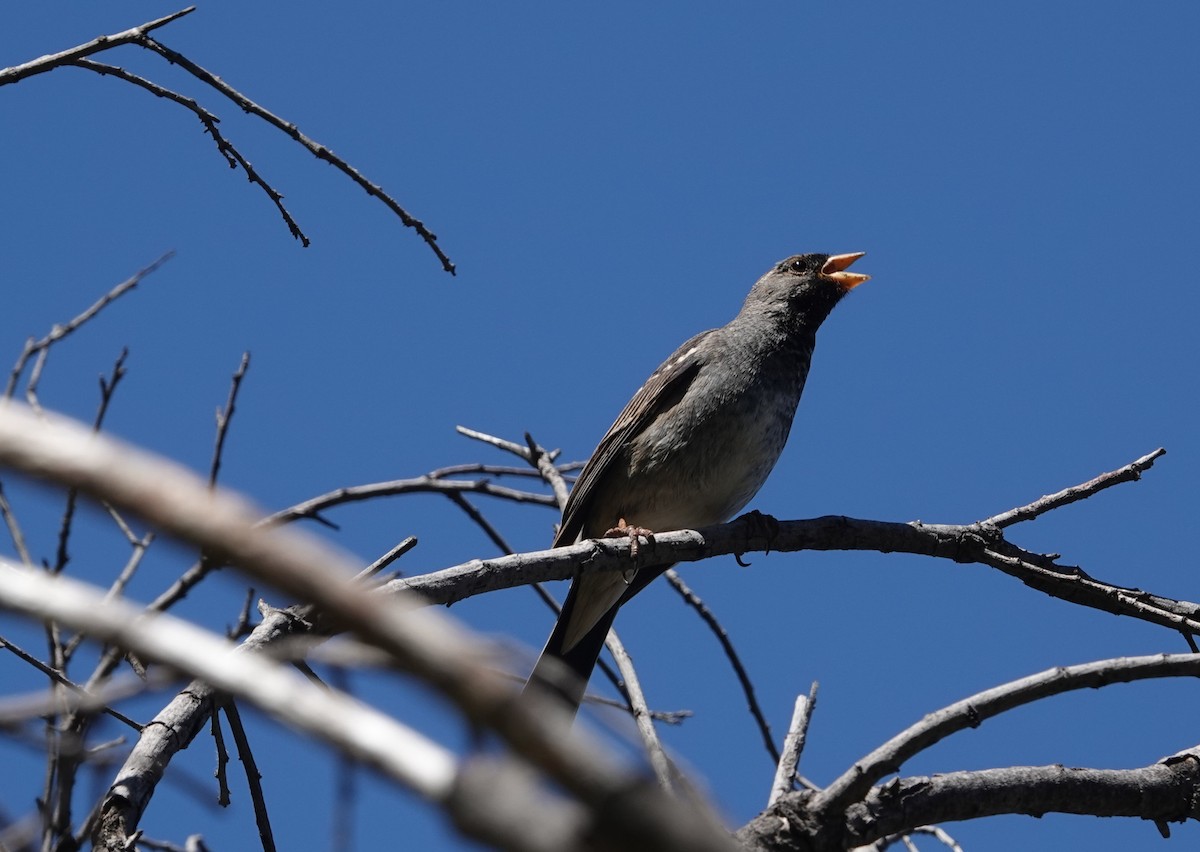 Mourning Sierra Finch - ML644534069