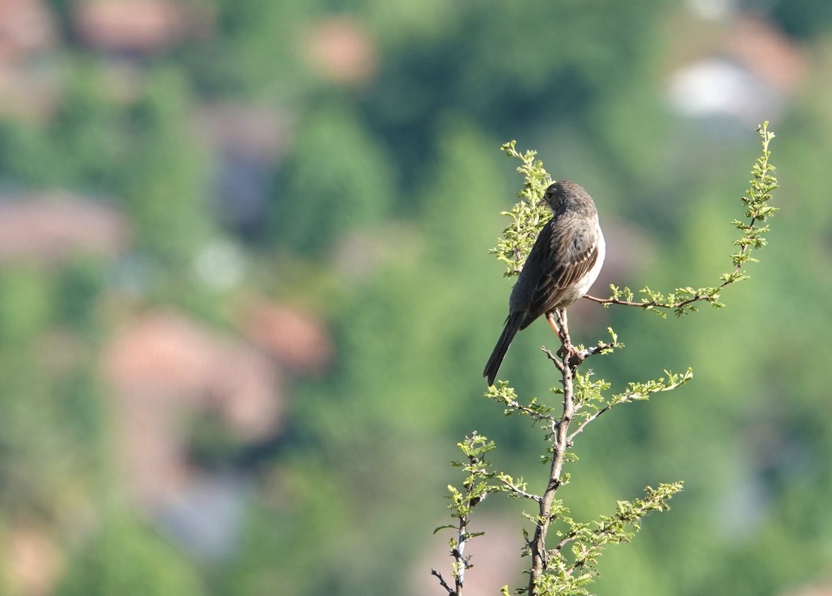 Mourning Sierra Finch - ML644534070