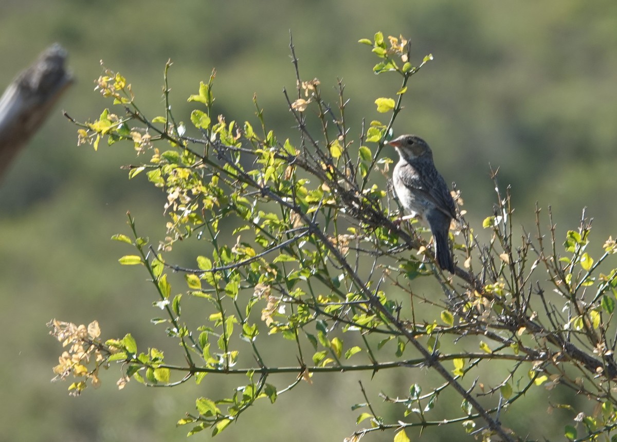 Mourning Sierra Finch - ML644534071