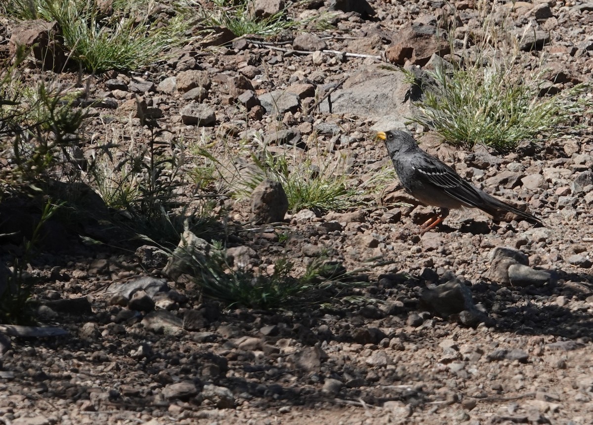 Mourning Sierra Finch - ML644534073