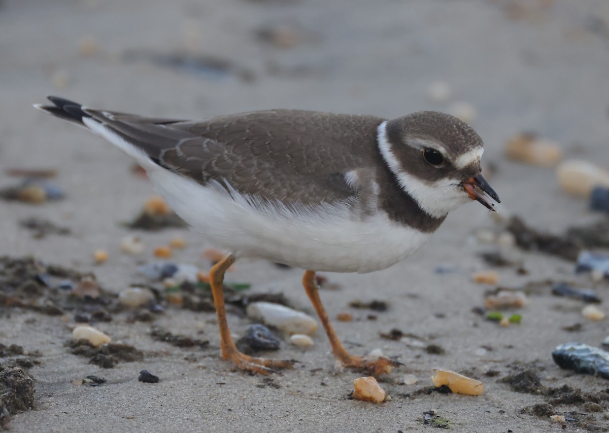 Semipalmated Plover - ML644534089
