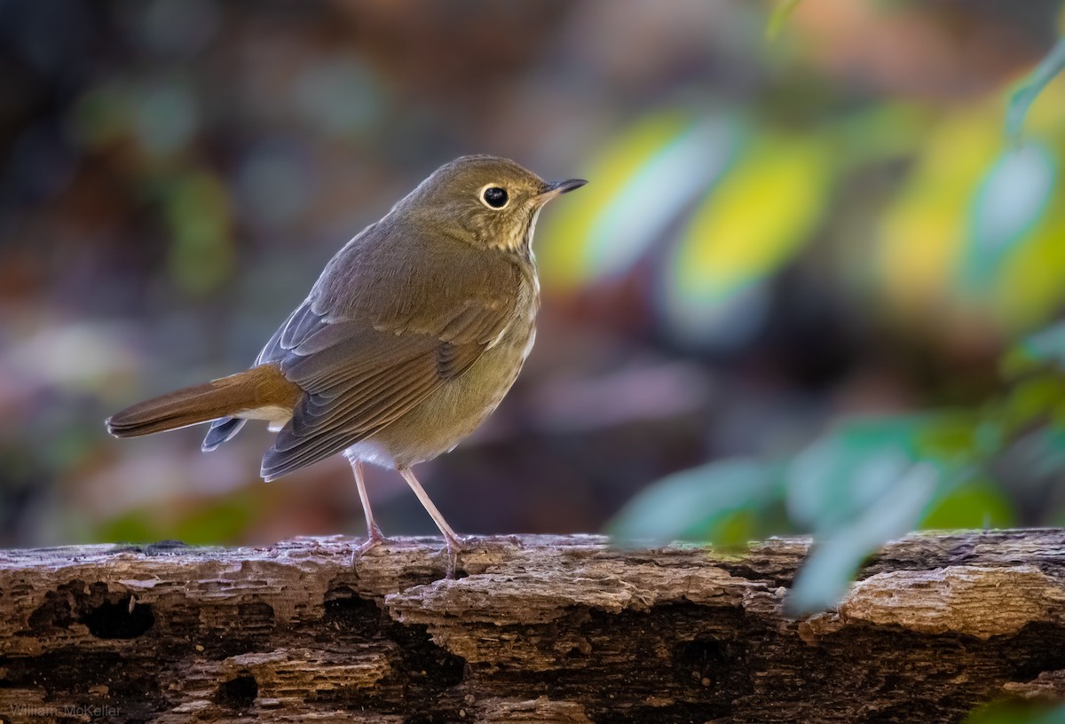 Hermit Thrush - ML644534097