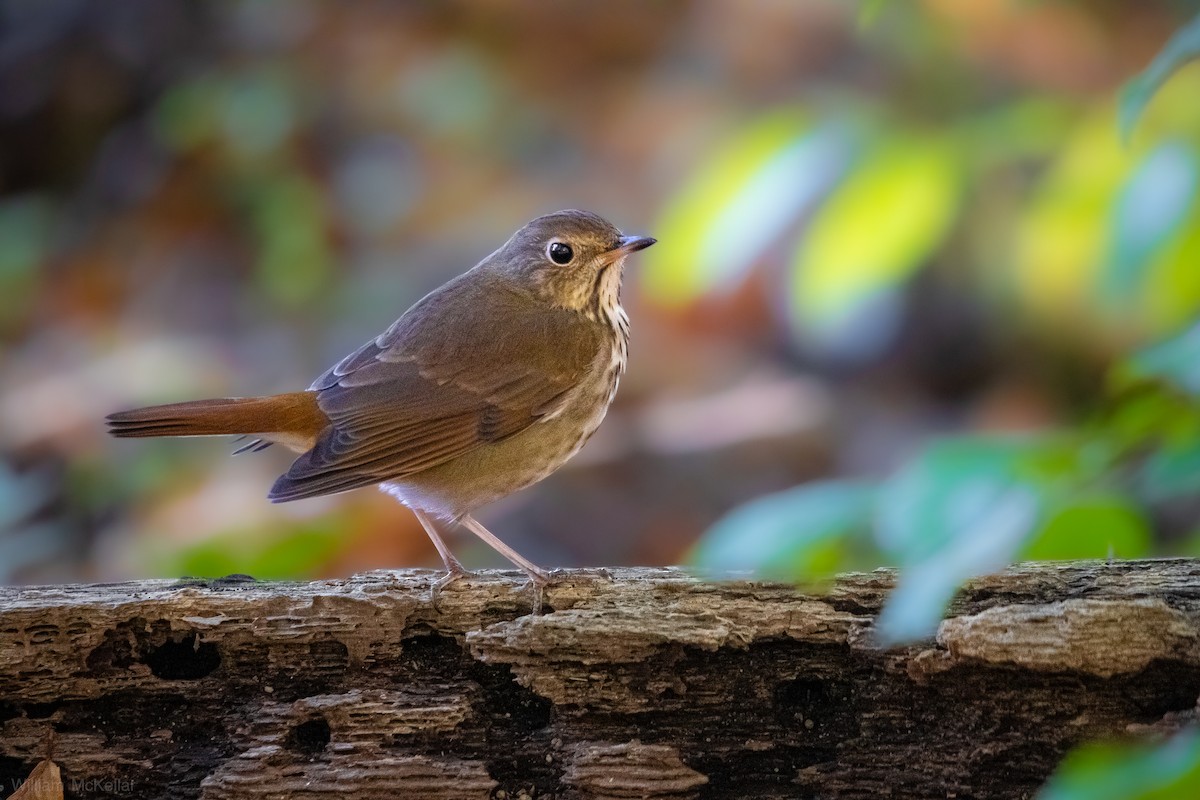 Hermit Thrush - ML644534098