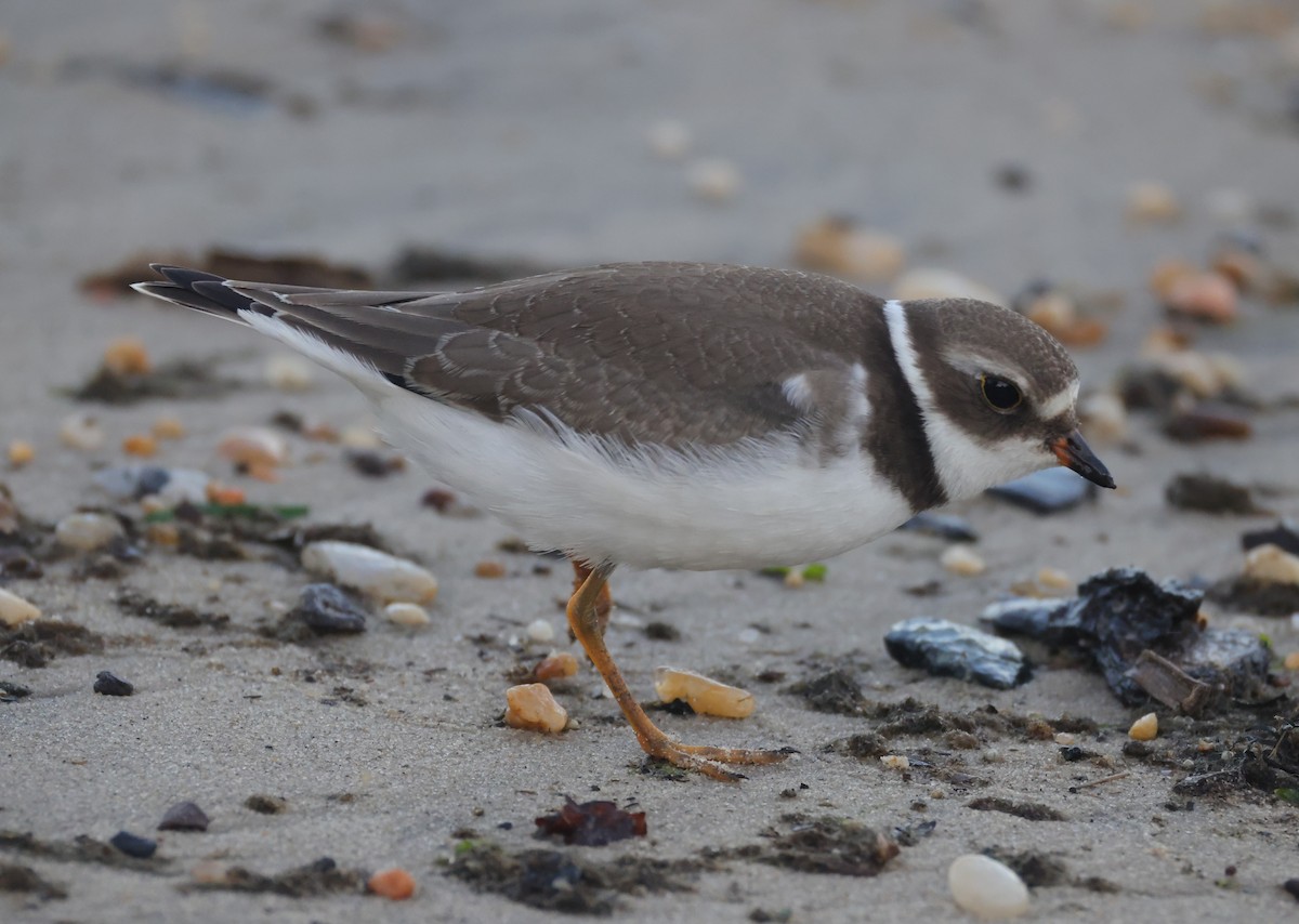 Semipalmated Plover - ML644534100