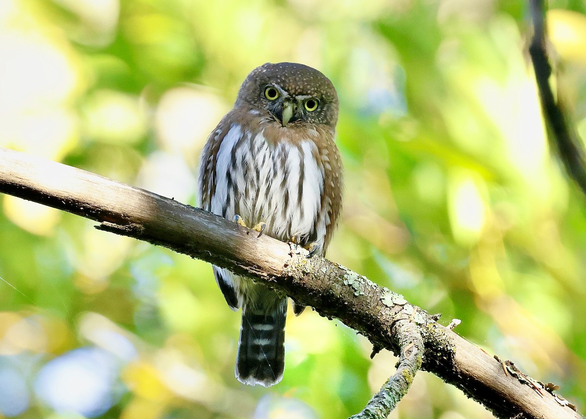 gnomugle - ML644534102