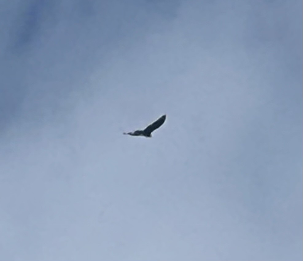 kalkunkondor - ML644534104