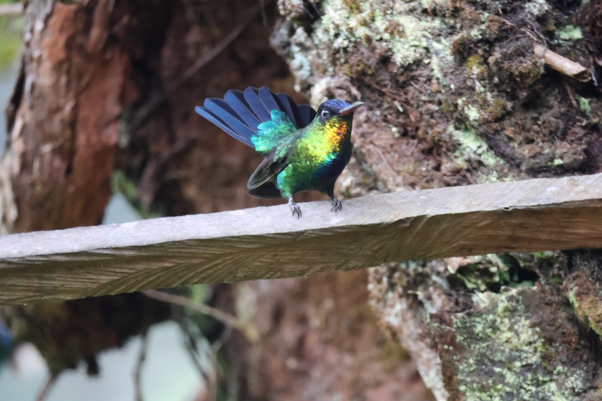 Fiery-throated Hummingbird - ML644534111