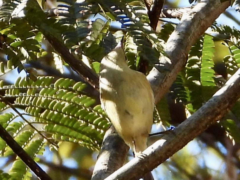 Ruby-crowned Kinglet - ML644534113