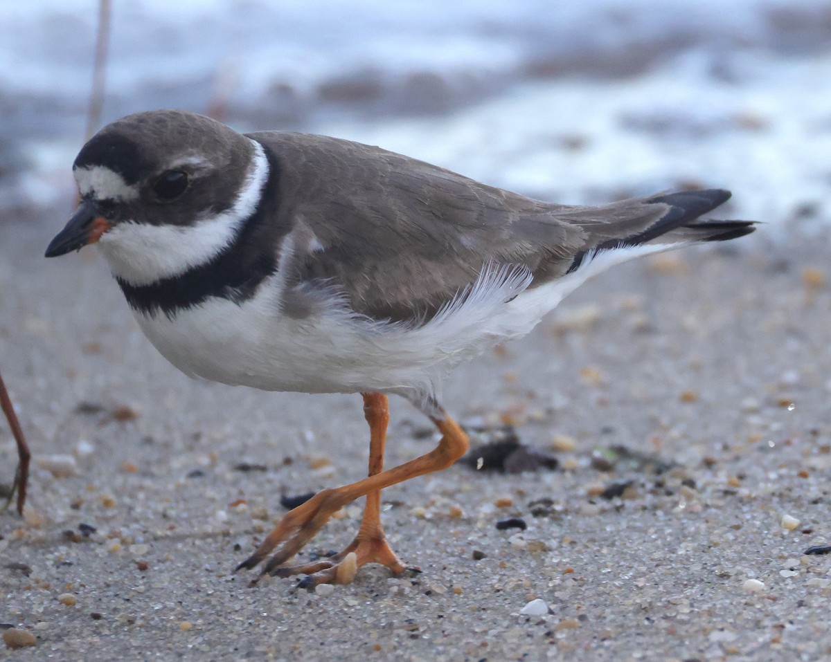 Semipalmated Plover - ML644534123