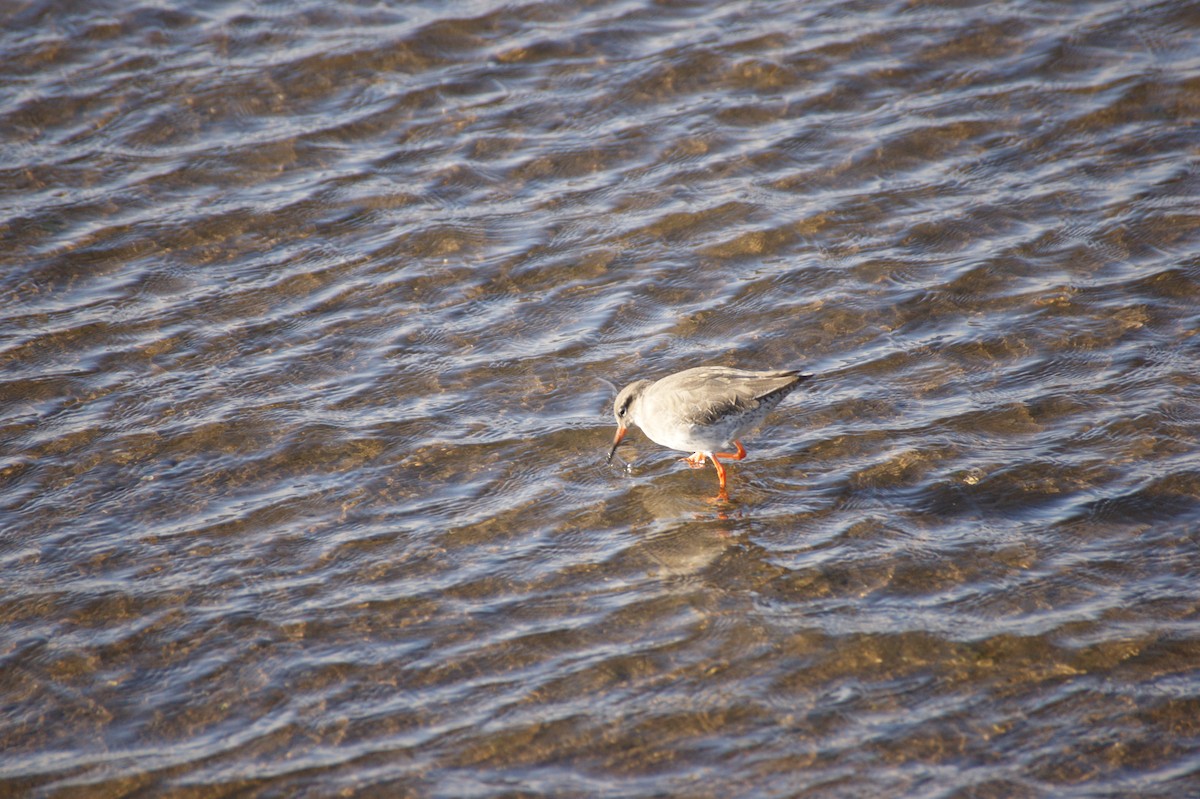 Улаан хөлт хөгчүү - ML644534126