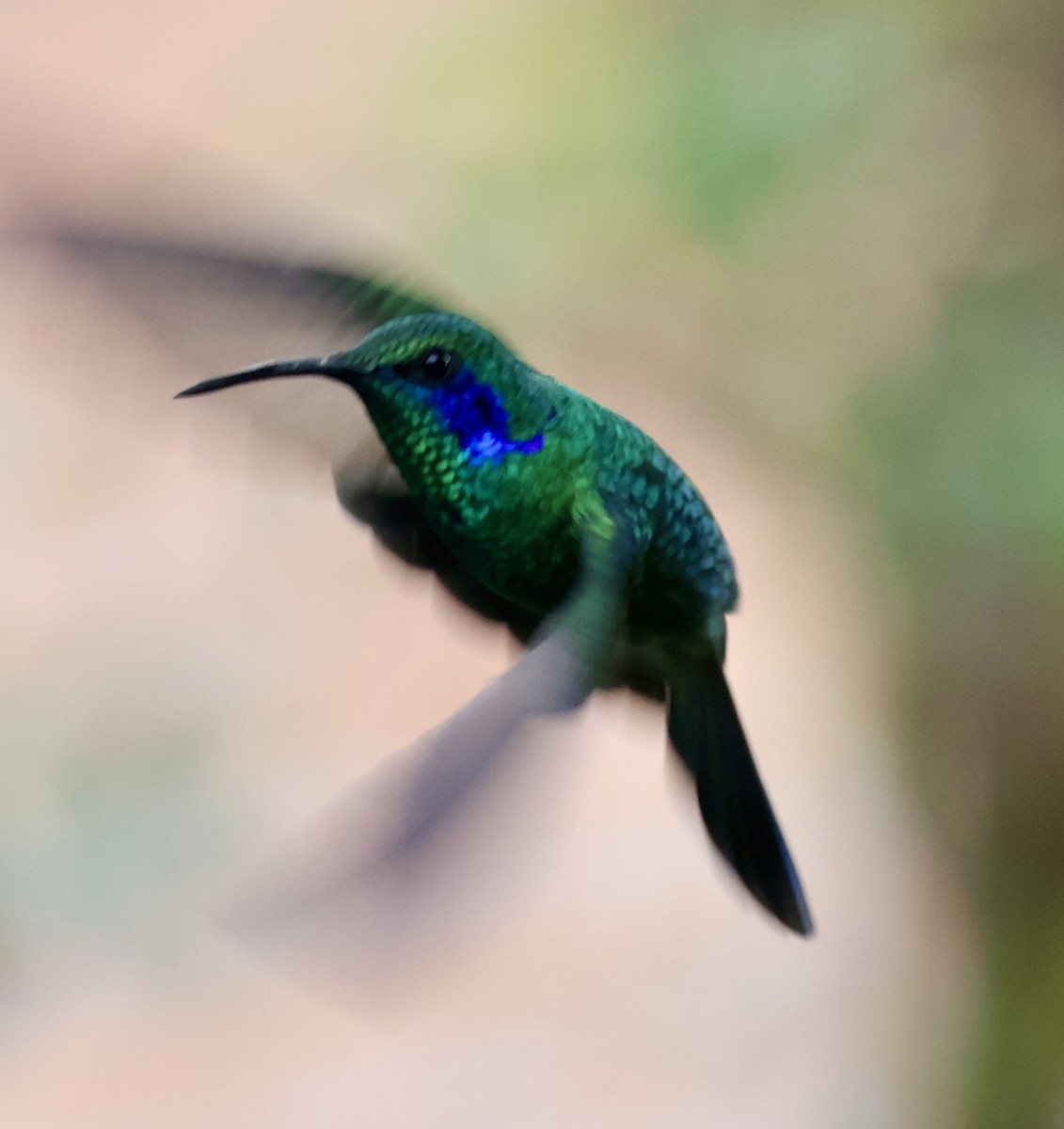 Lesser Violetear - ML644534129