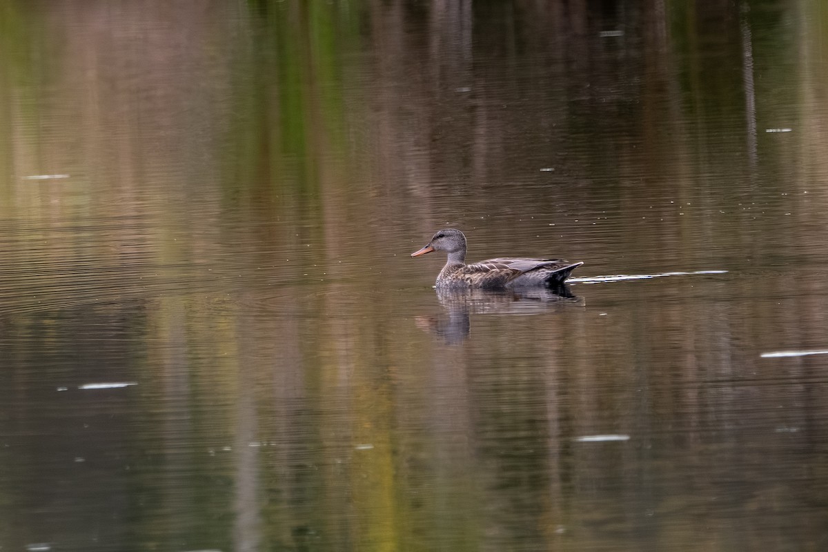 Gadwall - ML644534130