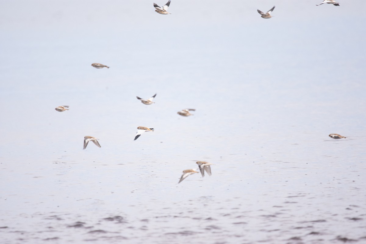 Цасч хөмрөг - ML644534132