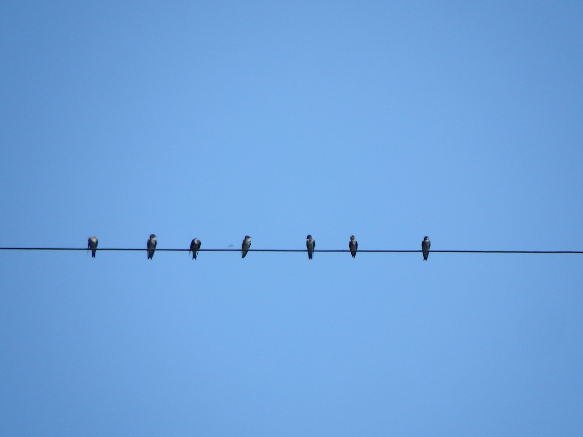 Gray-breasted Martin - ML644534133