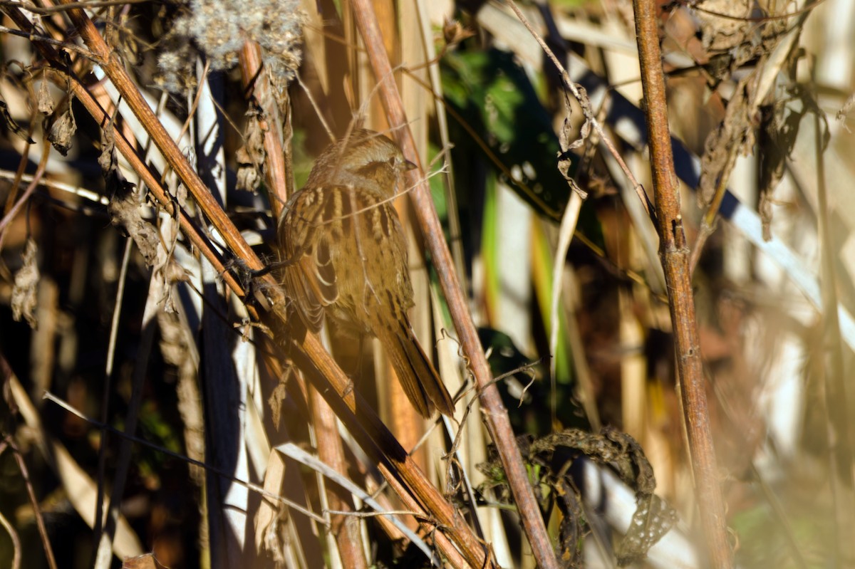 Swamp Sparrow - ML644534134