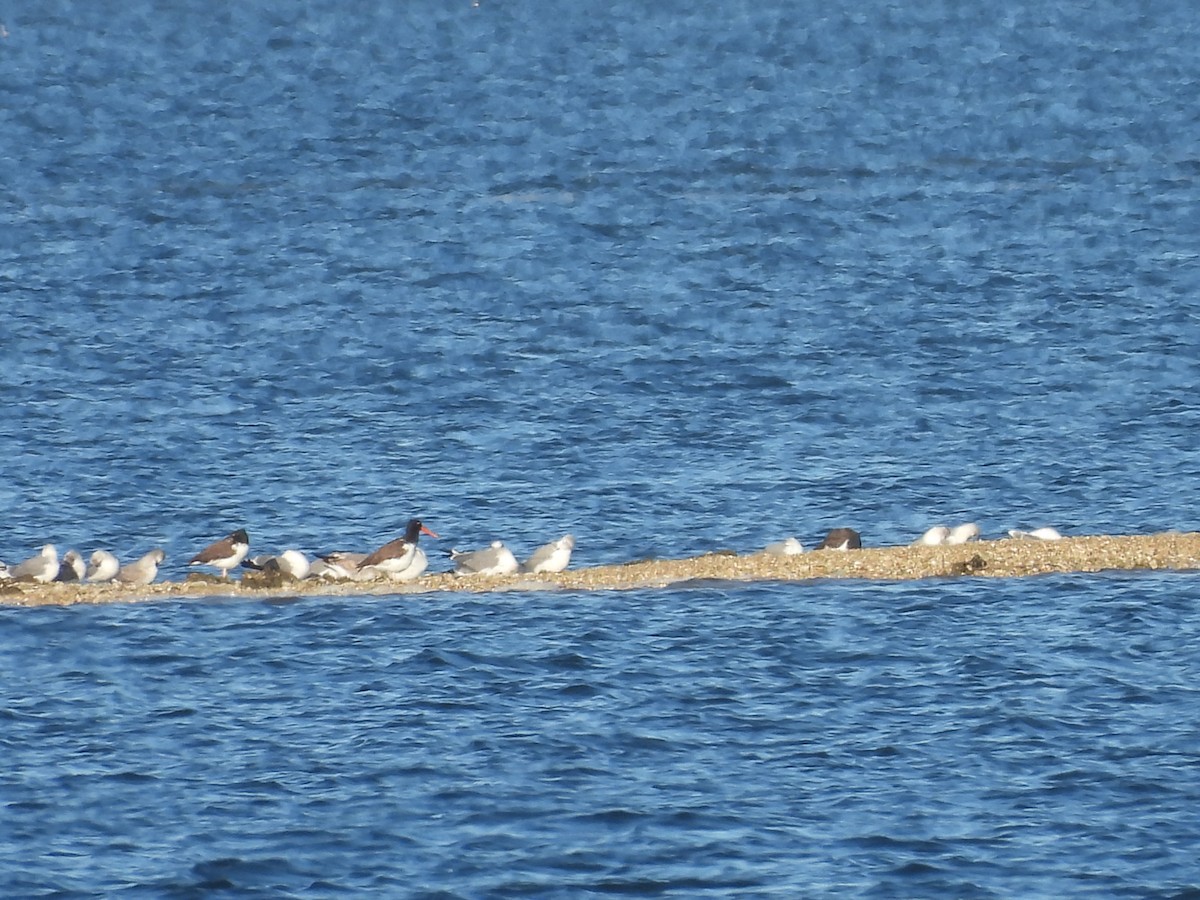 American Oystercatcher - ML644534136