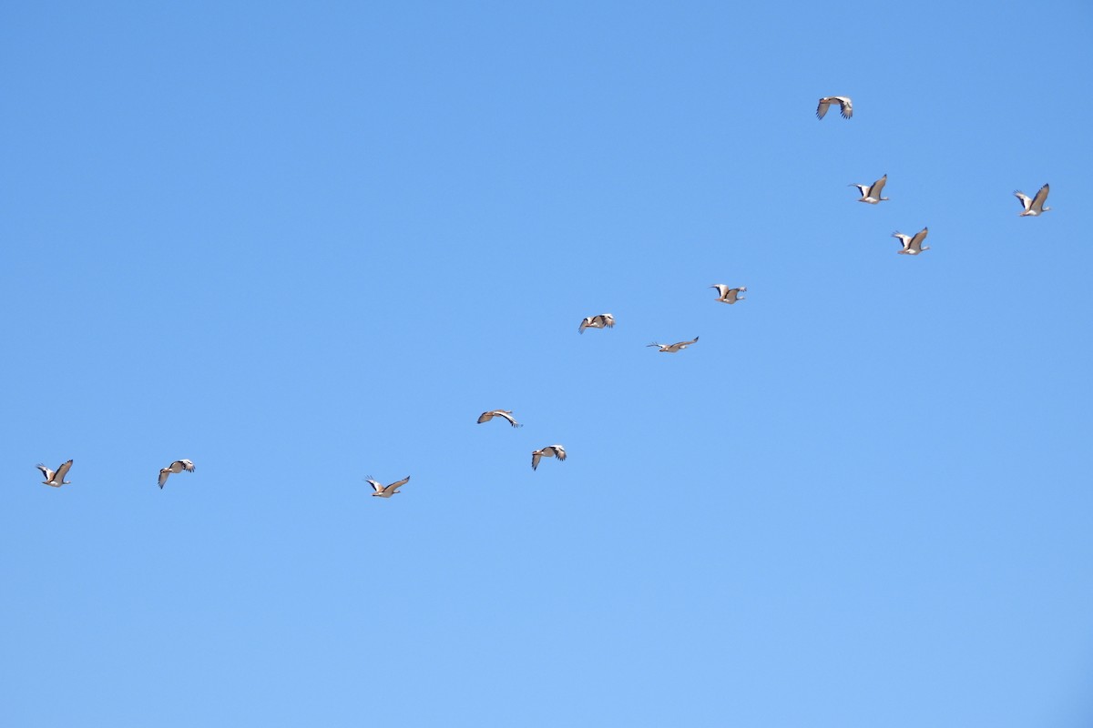 Хонин тоодог - ML644534142