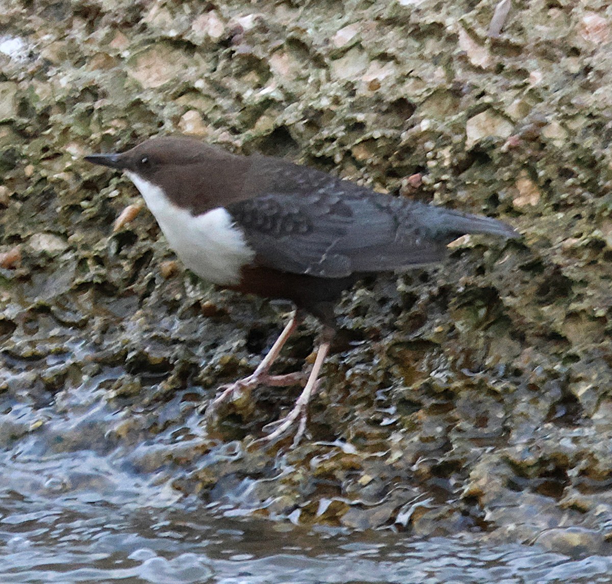 אמודאי הנחלים - ML644534143
