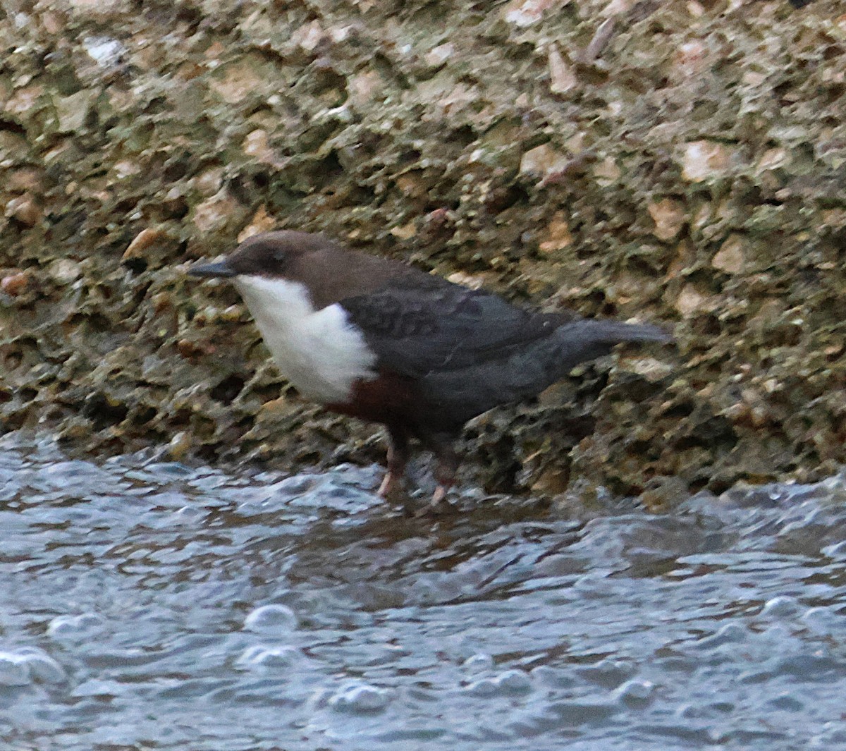 אמודאי הנחלים - ML644534144