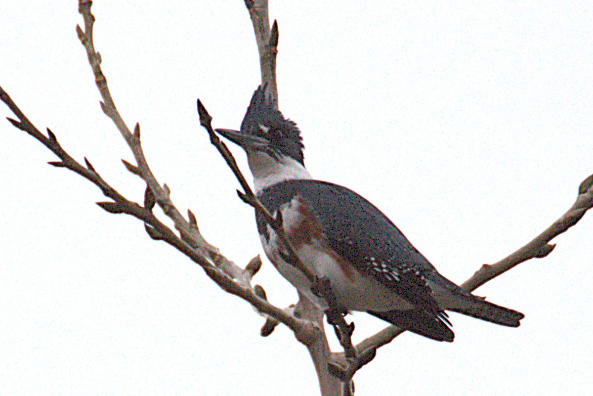 Belted Kingfisher - ML644534146