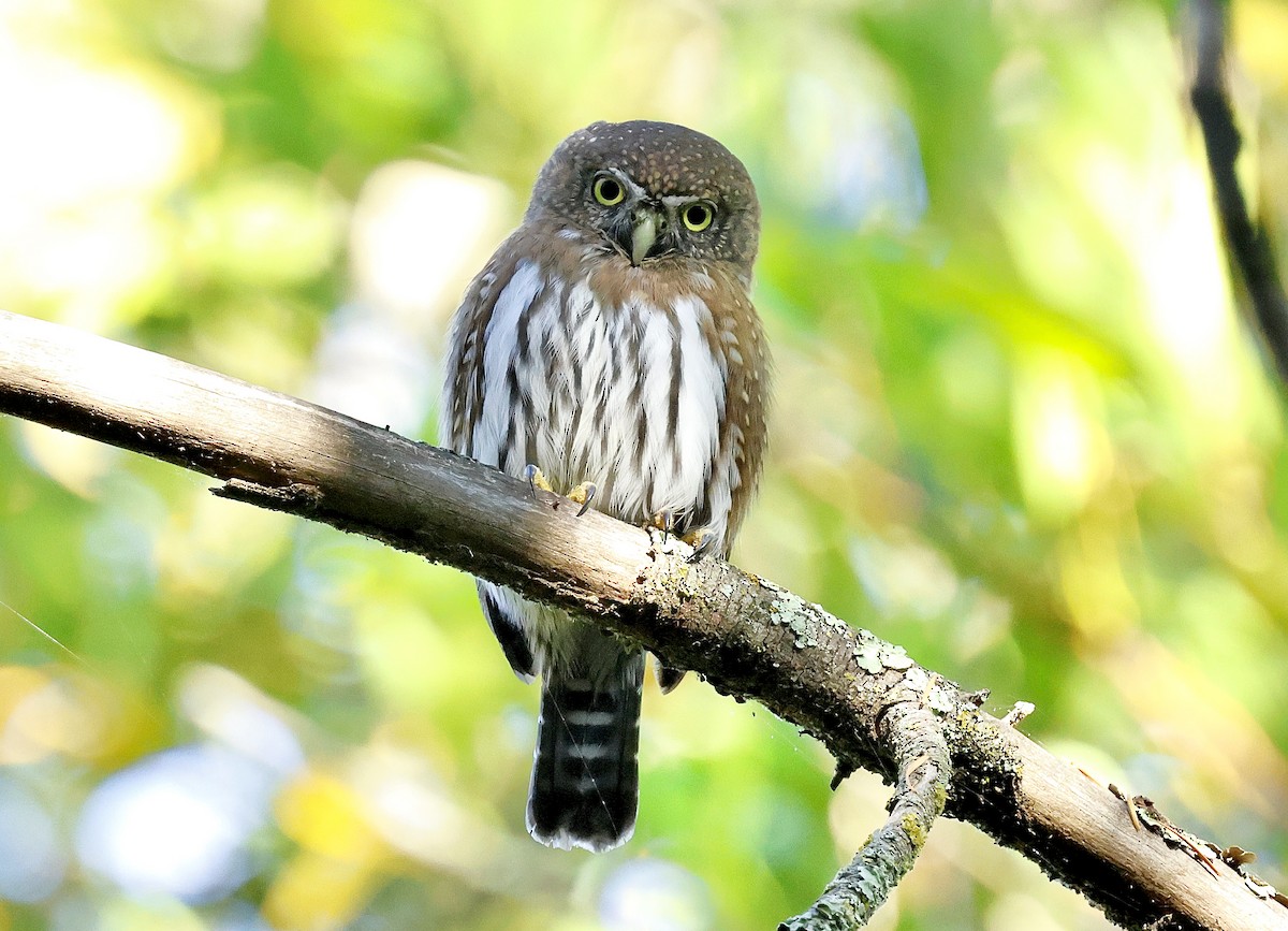 gnomugle - ML644534148