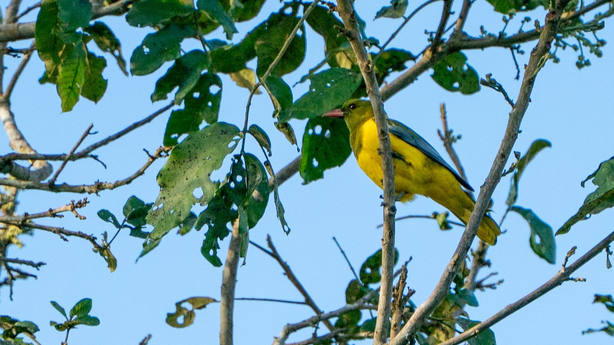 Green-headed Oriole - ML644534149