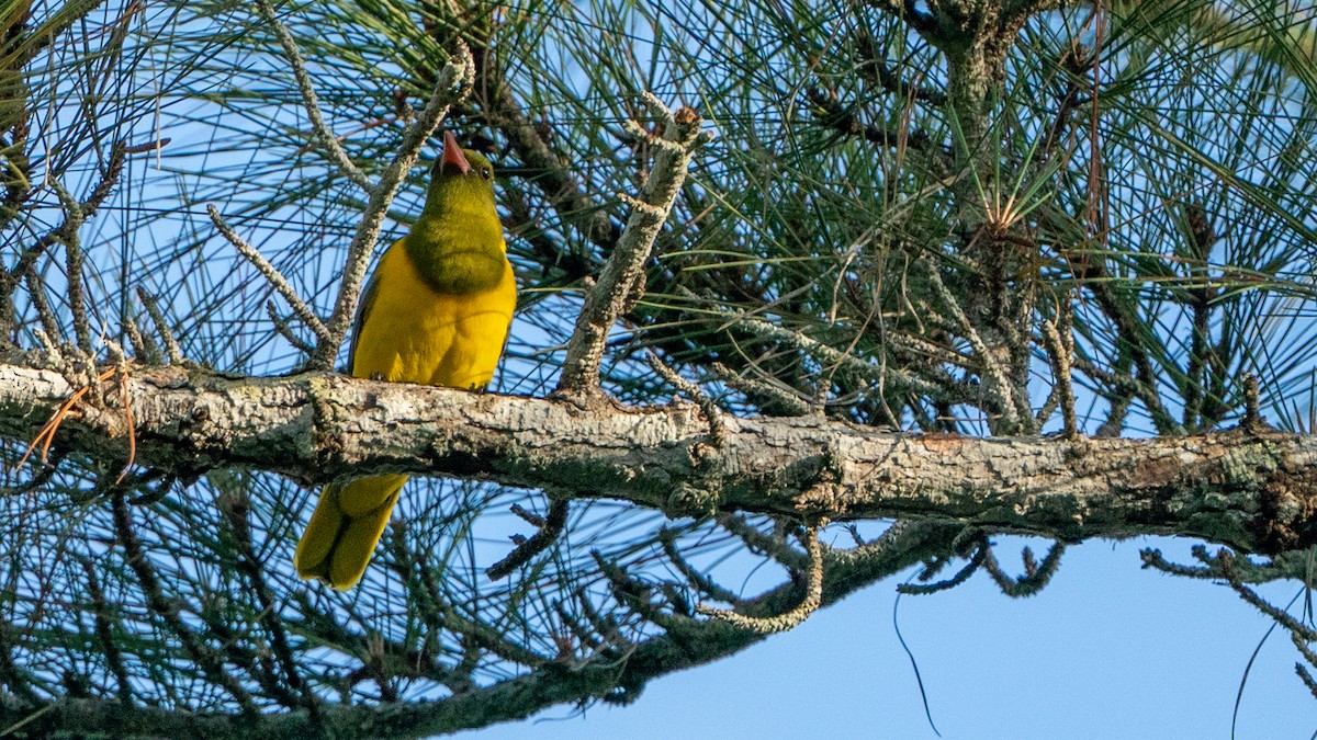 Green-headed Oriole - ML644534150