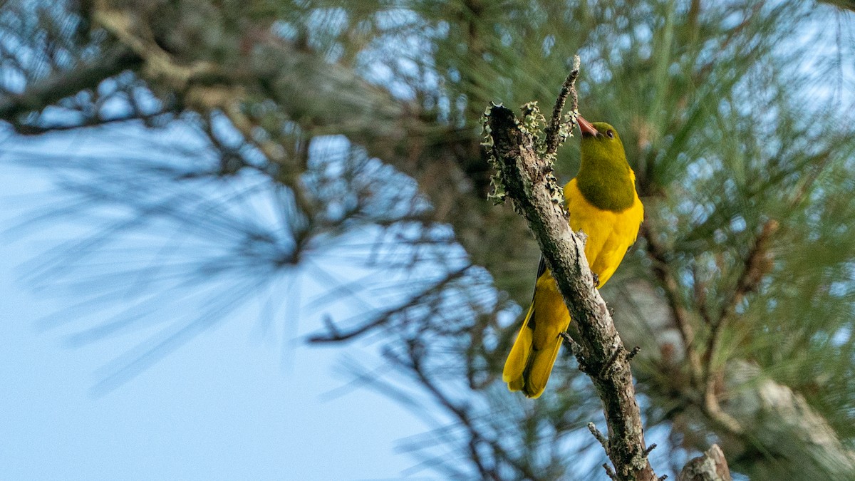 Green-headed Oriole - ML644534151