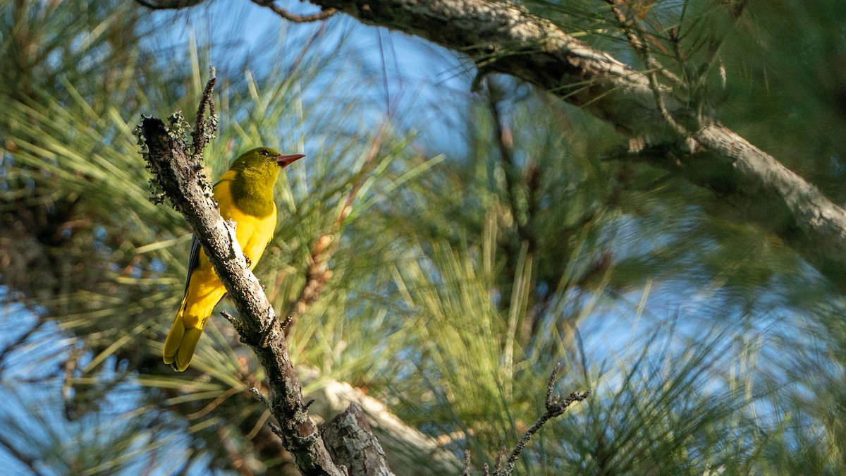 Green-headed Oriole - ML644534152