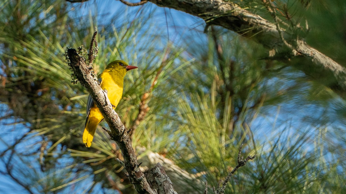Green-headed Oriole - ML644534153