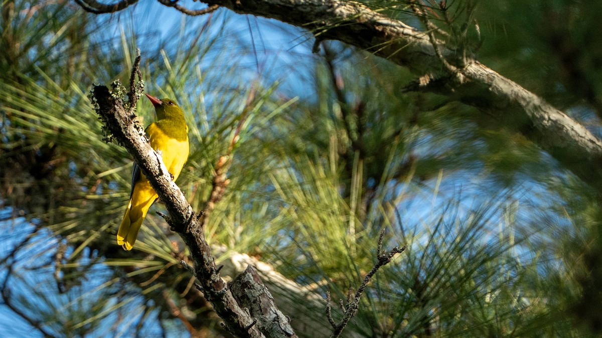 Green-headed Oriole - ML644534154