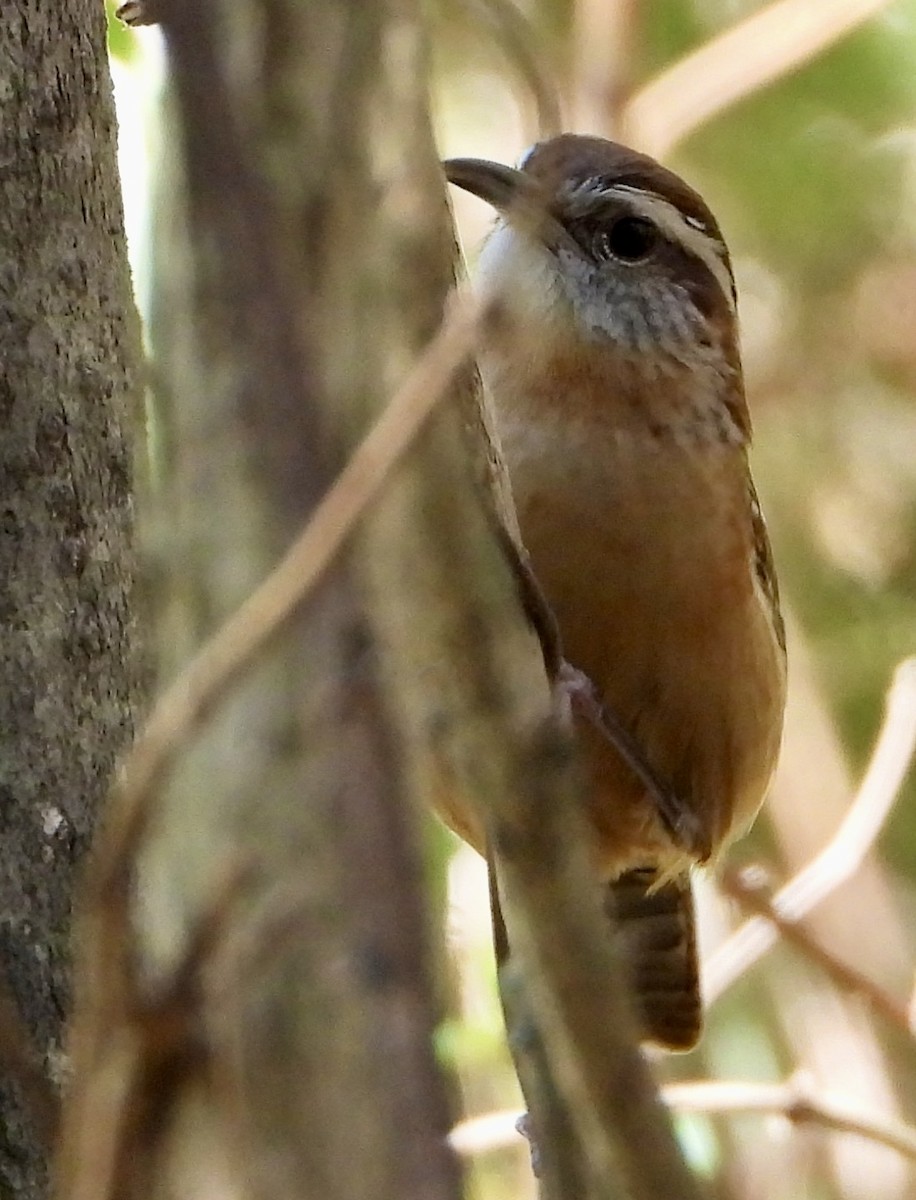 Carolina Wren - ML644534156