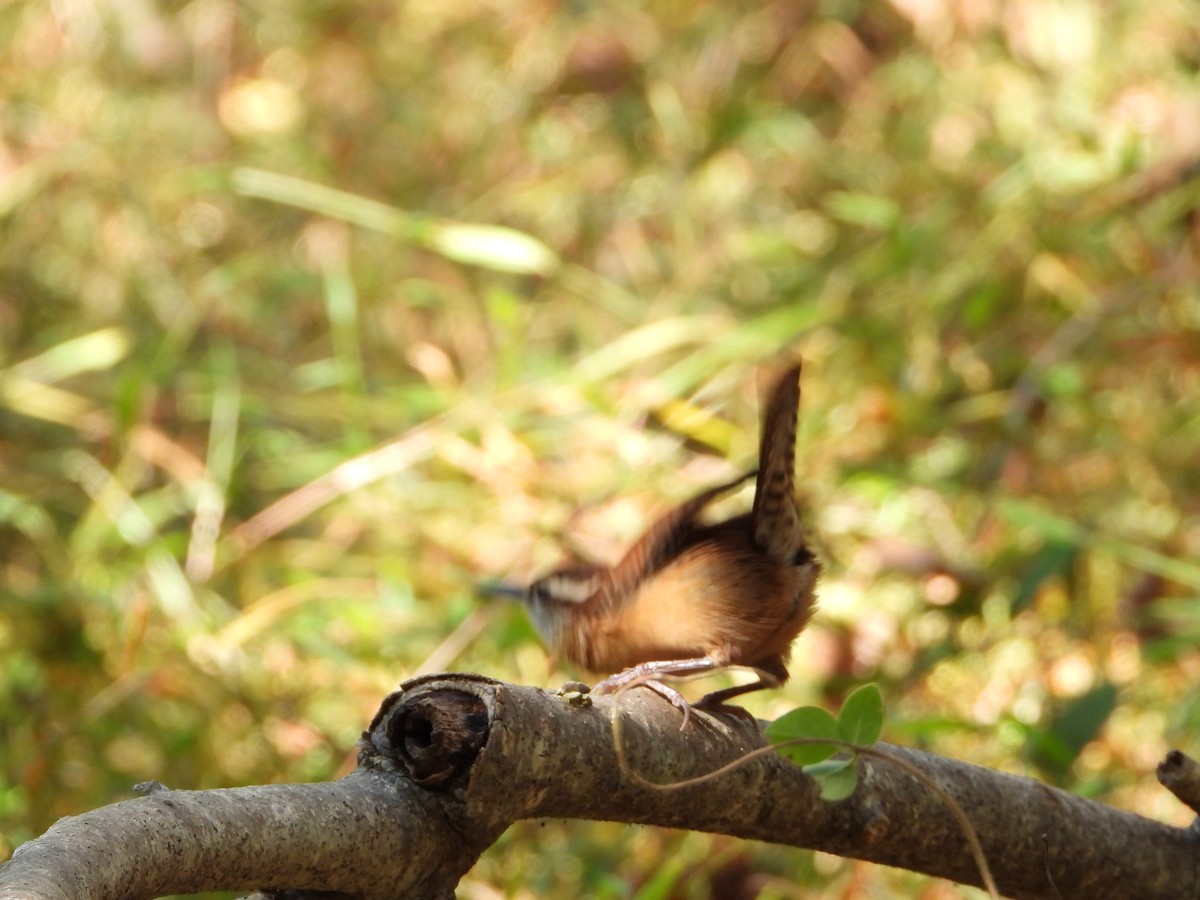 Carolina Wren - ML644534157