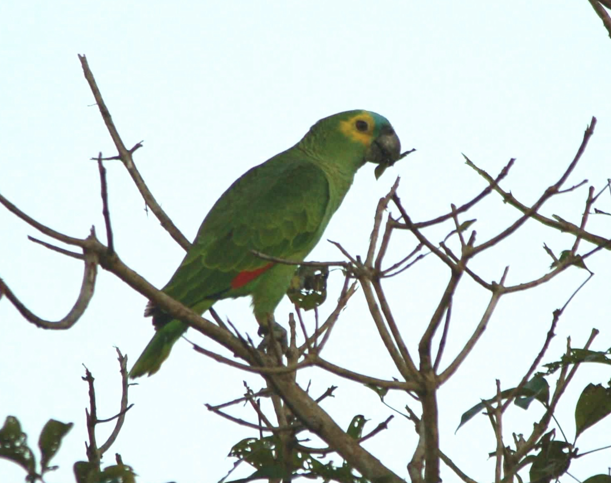 blåpanneamazon - ML644534158