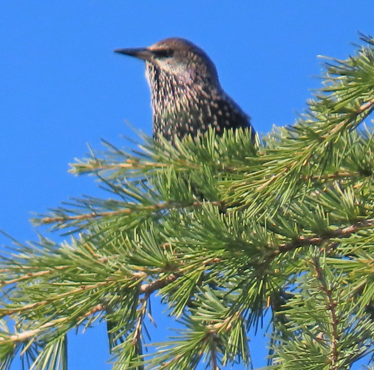 Хар тодол - ML644534159