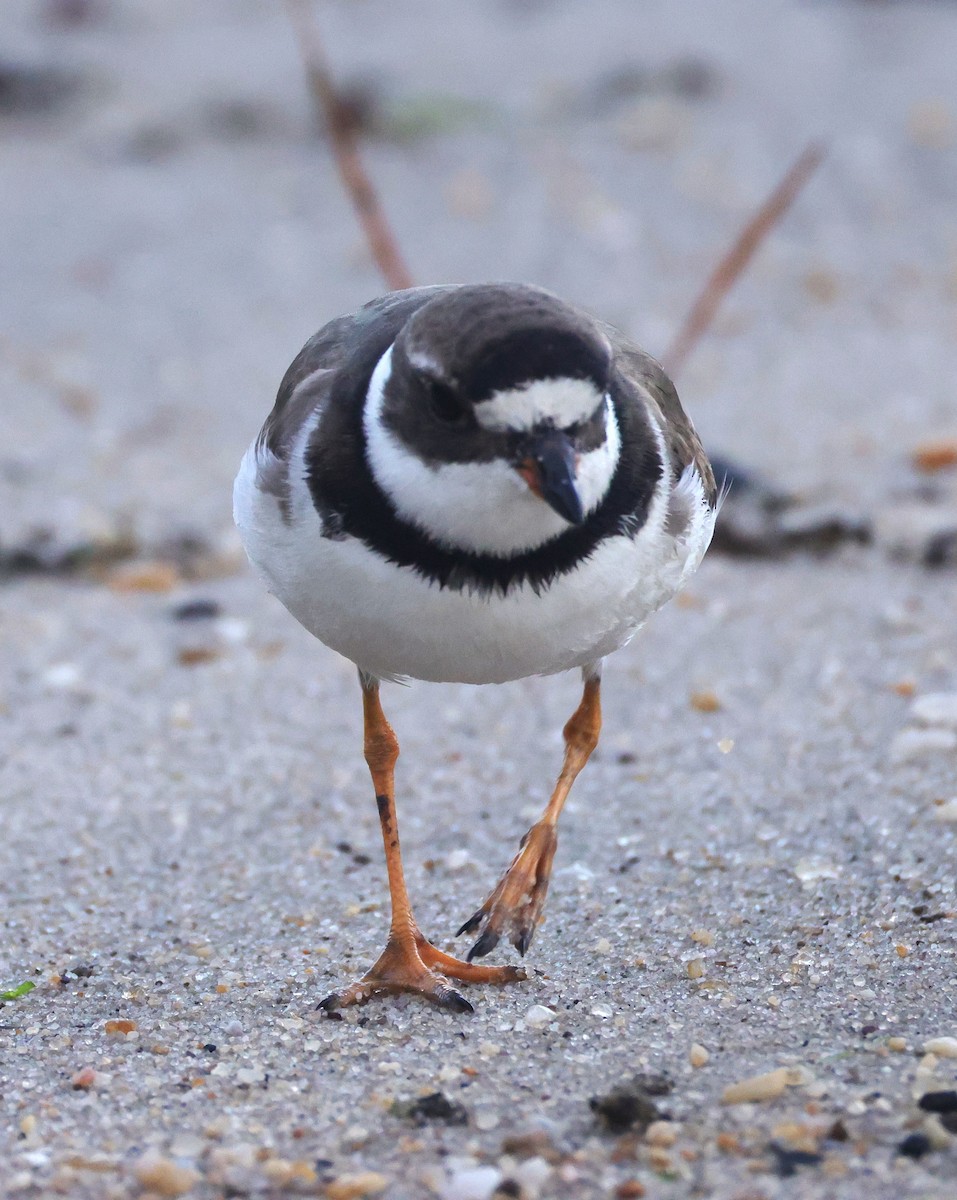 Semipalmated Plover - ML644534161