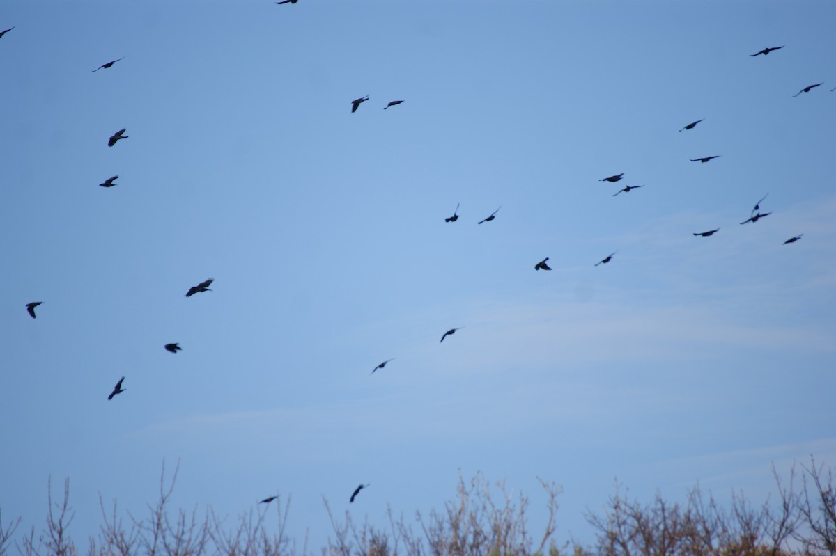 Харлаг хэрээ - ML644534163