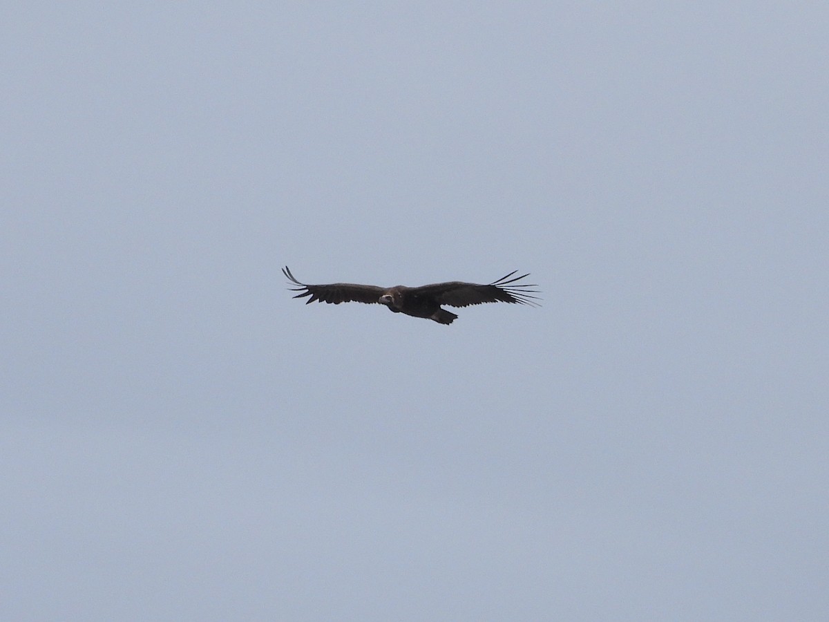 Нөмрөг тас - ML644534171