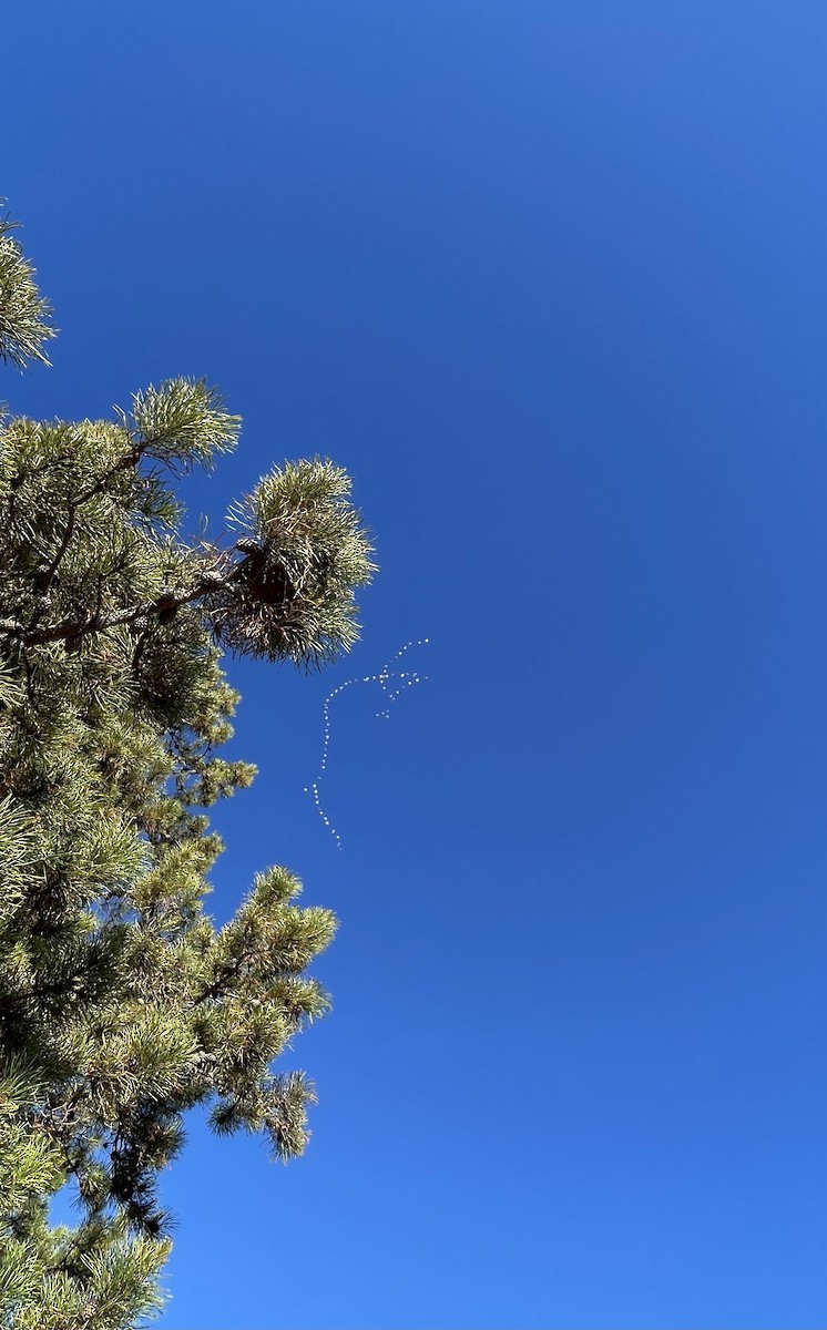 Цасны галуу - ML644534173