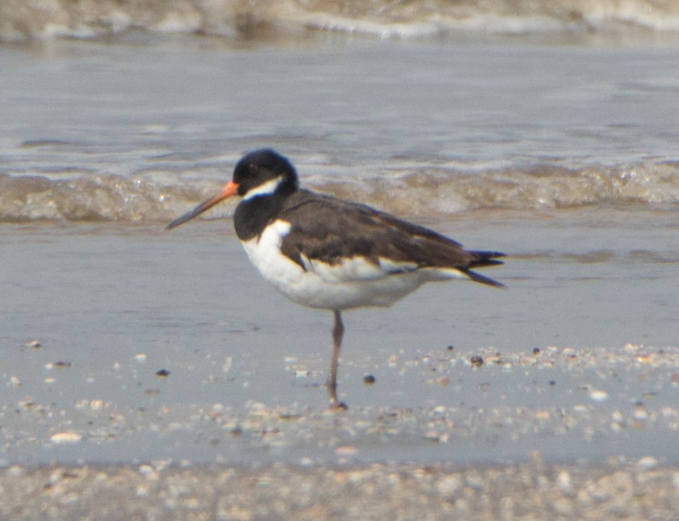 Ostrero Euroasiático - ML644534177