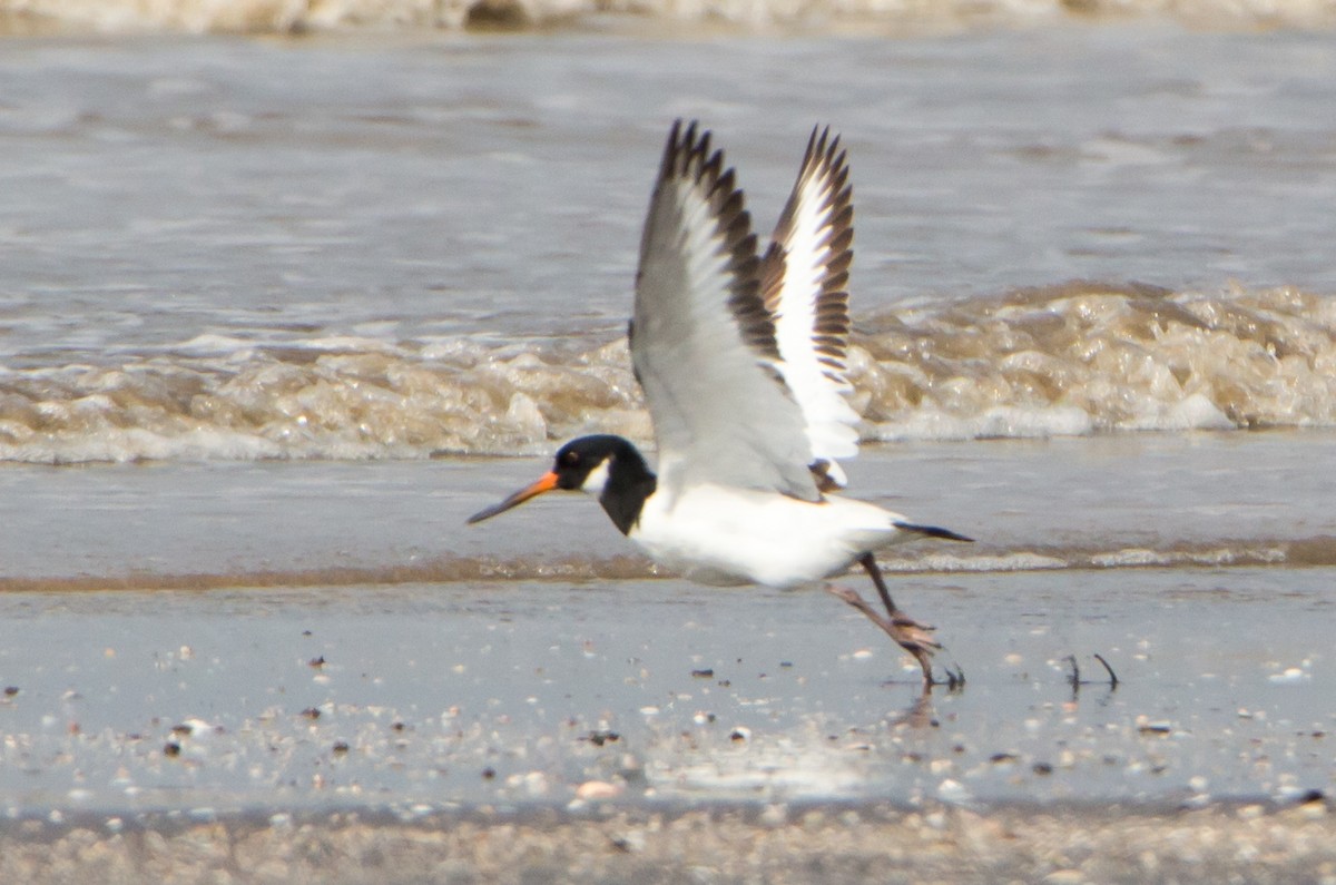 Ostrero Euroasiático - ML644534178