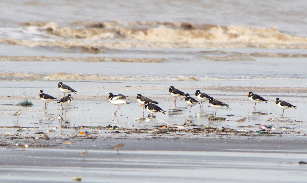 Ostrero Euroasiático - ML644534179