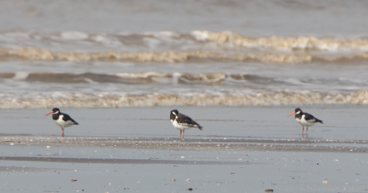 Ostrero Euroasiático - ML644534181