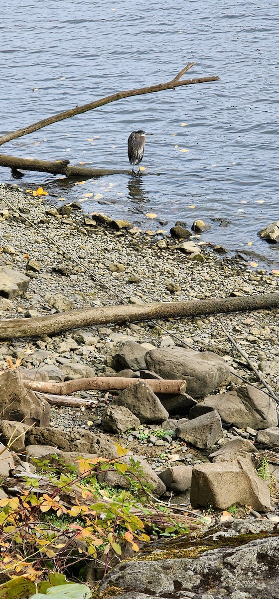 Great Blue Heron - ML644534183