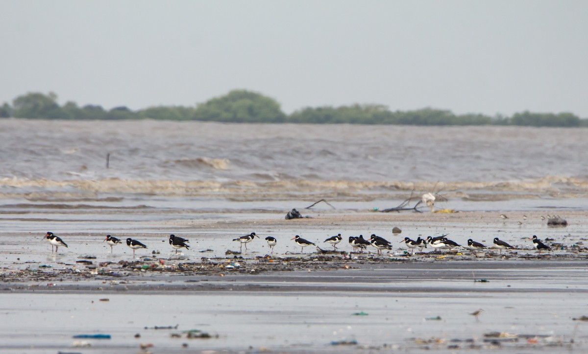 Ostrero Euroasiático - ML644534184