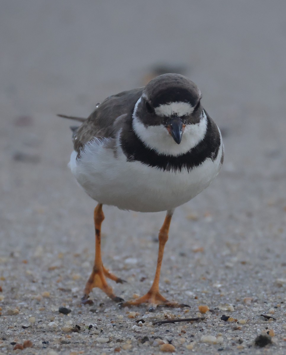Semipalmated Plover - ML644534195