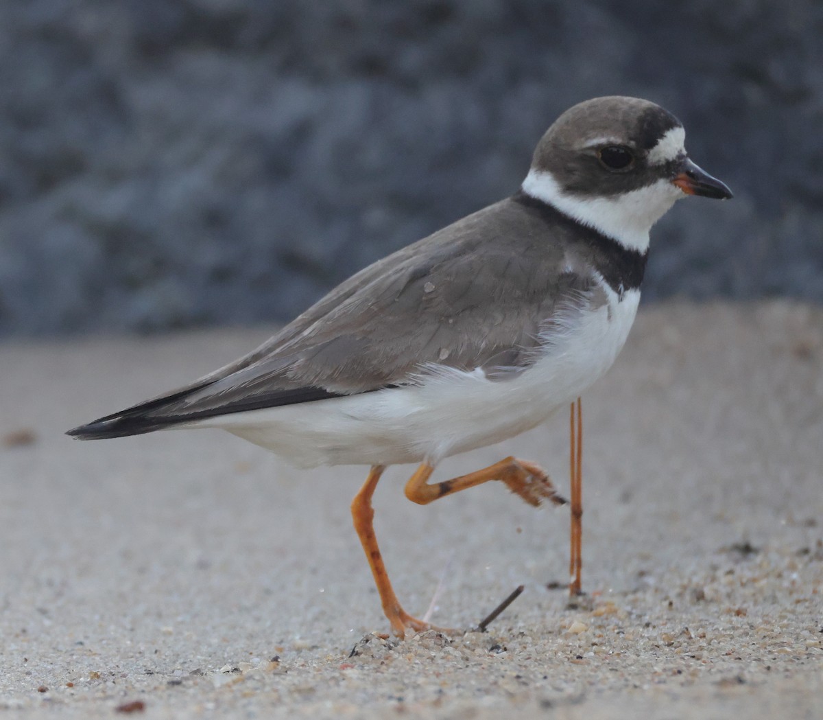 Semipalmated Plover - ML644534196