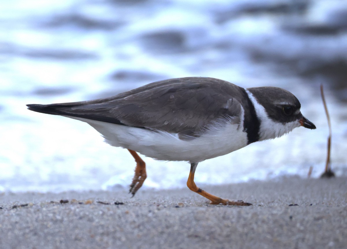 Semipalmated Plover - ML644534197
