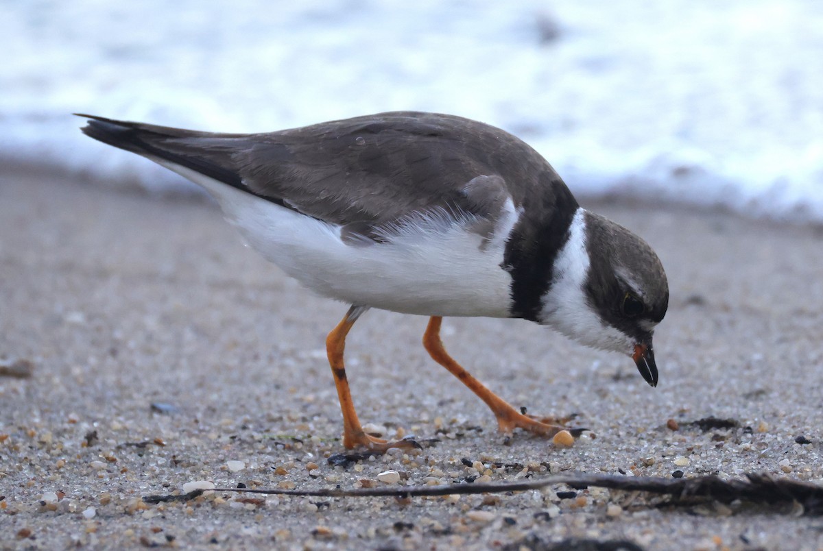 Semipalmated Plover - ML644534198